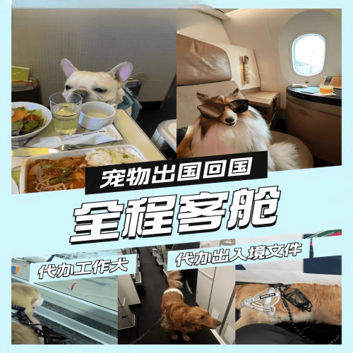 阜阳市宠物托运到白俄罗斯宠物入境规定和要求